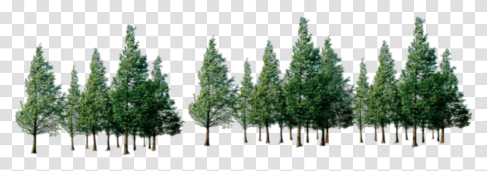 Trees Download Forest Of Trees, Plant, Fir, Conifer, Vegetation Transparent Png