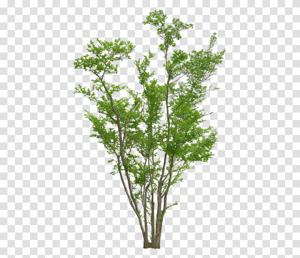 Trees Elevation For Photoshop, Plant, Vegetation, Conifer, Bush Transparent Png