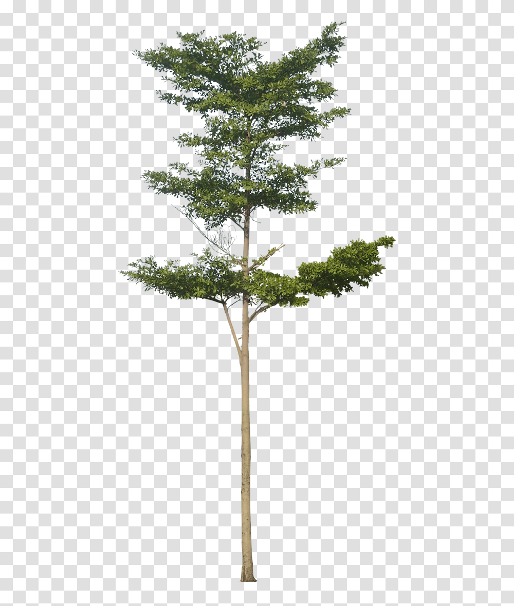 Trees Elevation Picture Terminalia Mantaly, Plant, Conifer, Cross, Symbol Transparent Png
