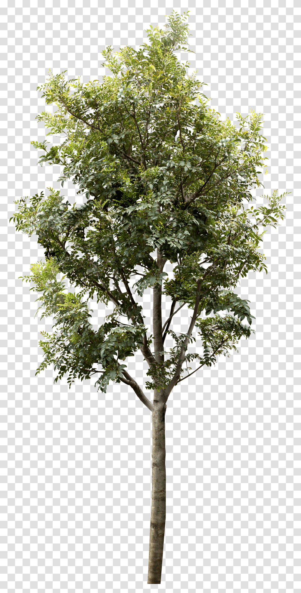 Trees For Architectural Rendering Transparent Png