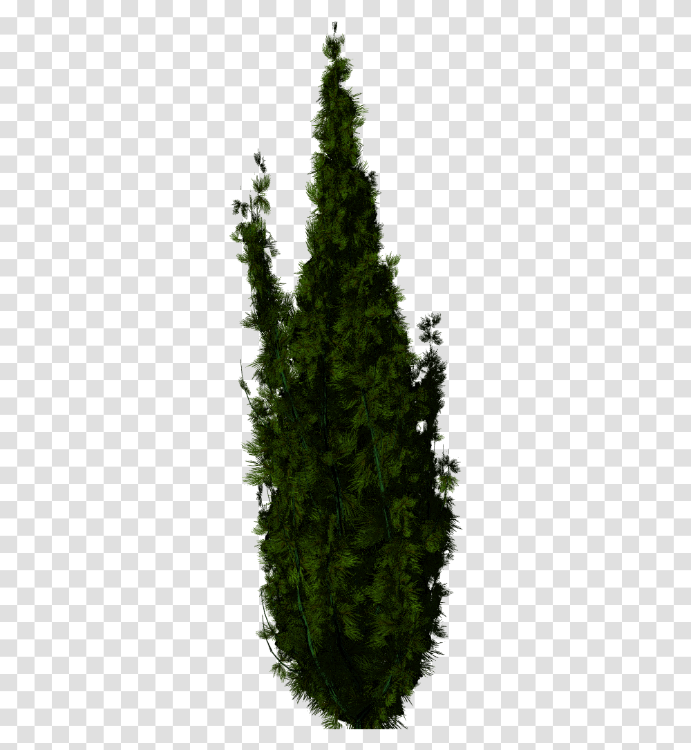 Trees For Photoshop, Plant, Conifer, Fir, Vegetation Transparent Png