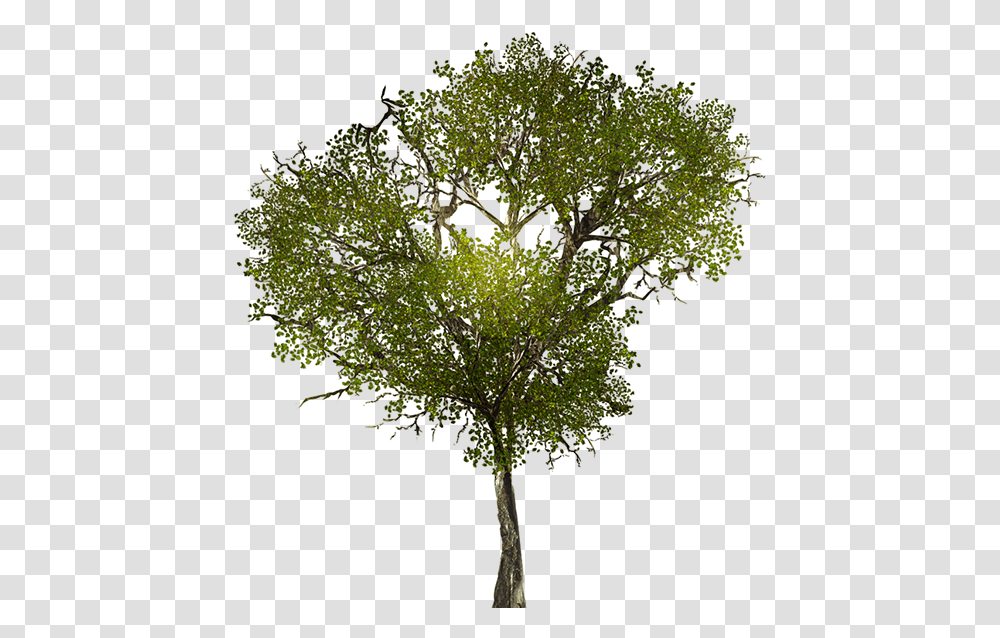 Trees For Photoshop Seamless Image Background Autumn Tree, Plant, Tree Trunk, Leaf, Oak Transparent Png