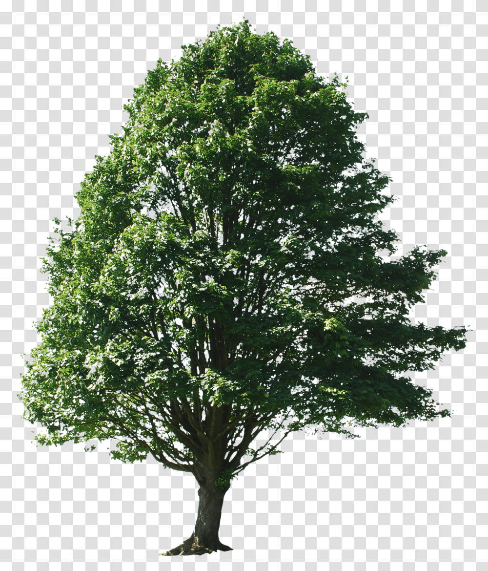 Trees For Photoshop Tree Entourage Transparent Png
