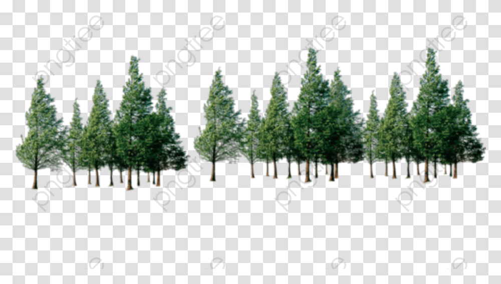 Trees Forest Row Clipart Image And Forest, Plant, Vegetation, Conifer, Fir Transparent Png