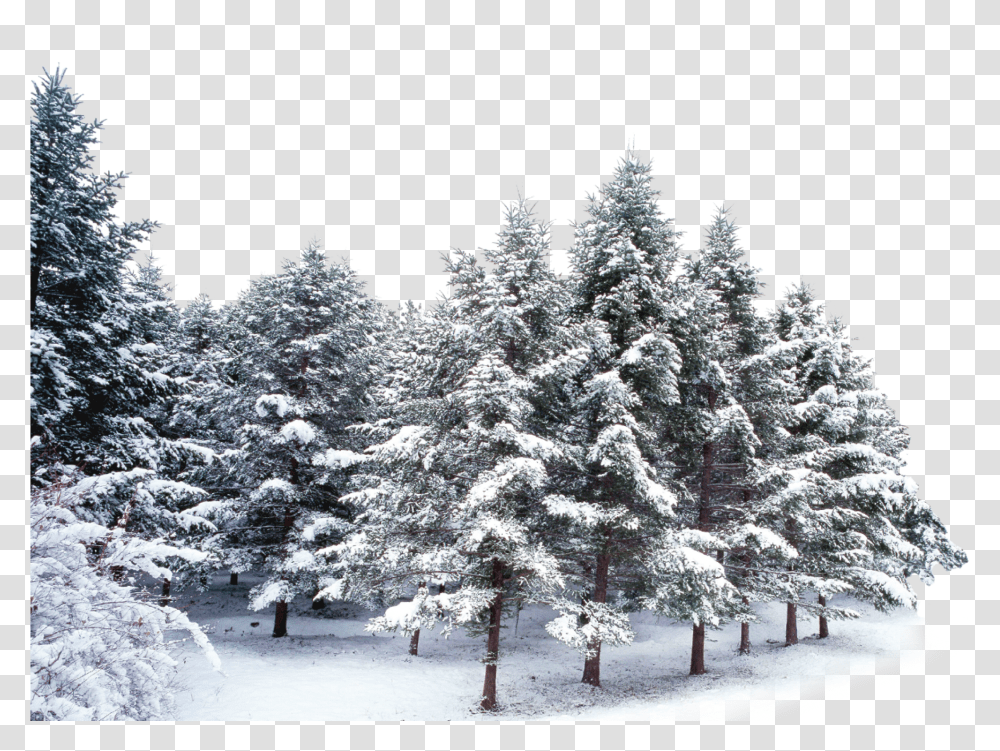 Trees Forest Winter Snow Frost Snow Covered Trees Transparent Png