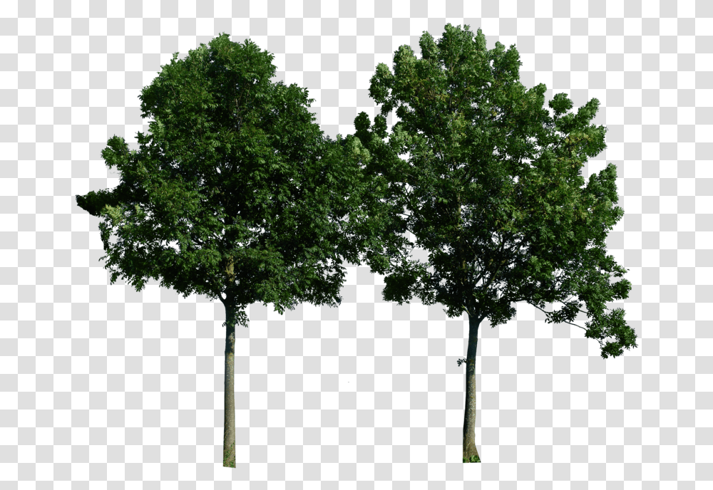 Trees Free Download, Plant, Tree Trunk, Oak, Sycamore Transparent Png