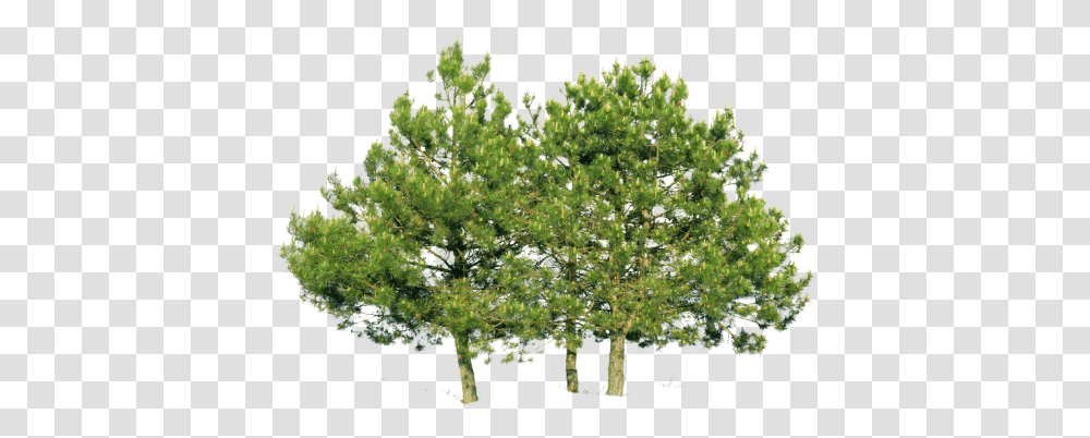 Trees From Above Picture Pine, Plant, Conifer, Bird, Animal Transparent Png
