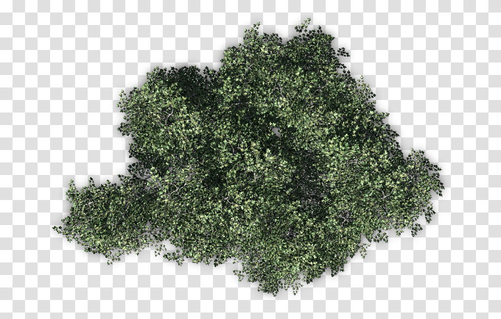 Trees From Above Tree From Above, Plant, Vegetation, Mineral, Moss Transparent Png