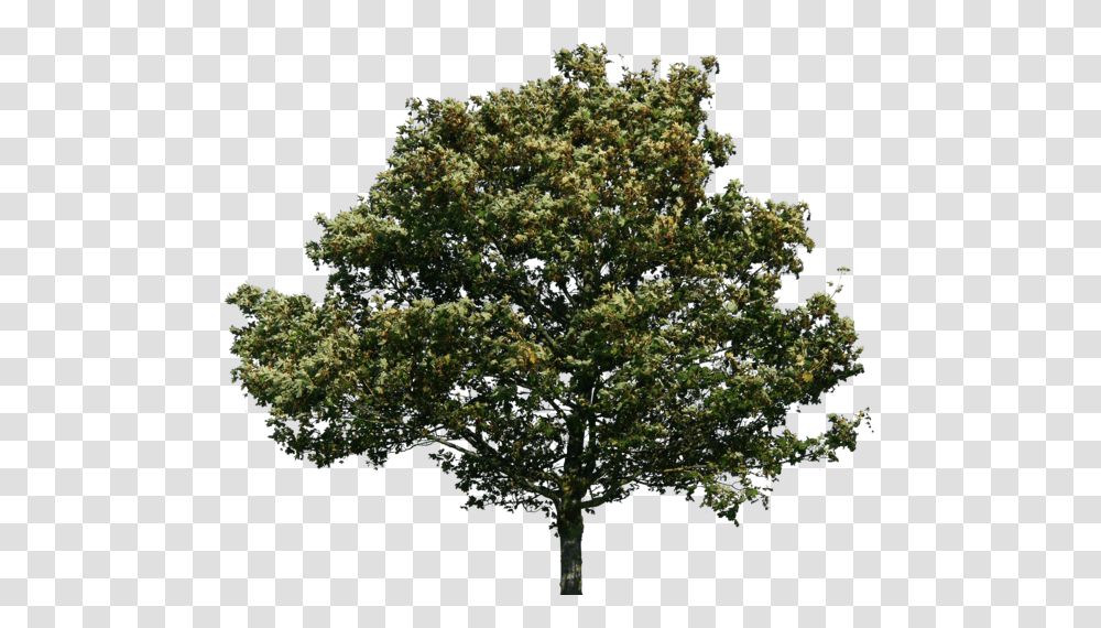 Trees Green Oak Tree No Background, Plant, Maple, Sycamore Transparent Png