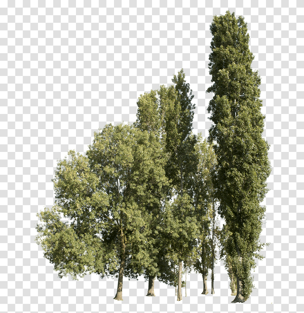 Trees Group Large Tree Cut Out, Bush, Vegetation, Plant, Outdoors Transparent Png