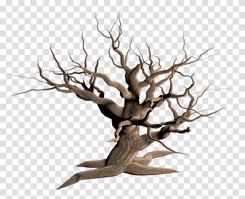 Trees Images, Plant, Wood, Tree Trunk, Root Transparent Png