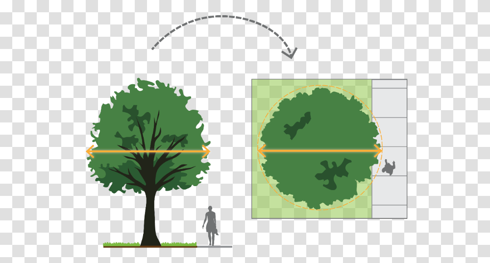 Trees In Abbotsford Urban Forestry Strategy Let's Talk Palm Tree, Person, Plant, Green, Bird Transparent Png