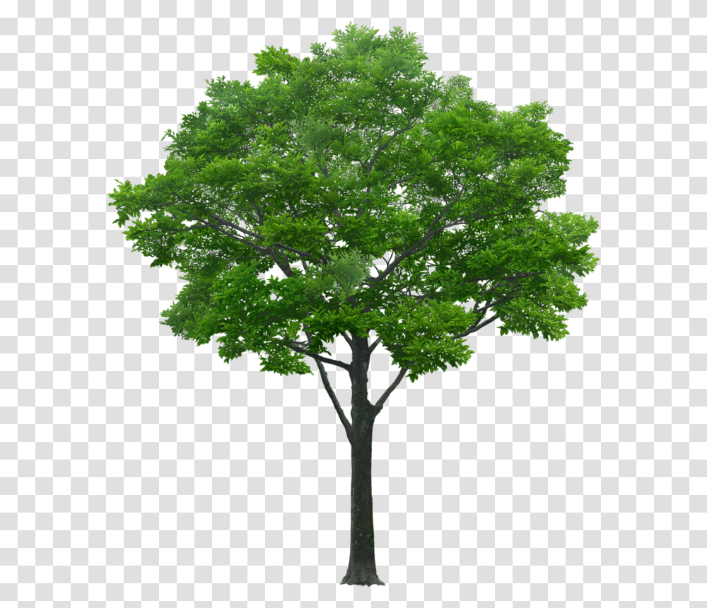Trees In Elevation For Photoshop, Plant, Oak, Bird, Animal Transparent Png