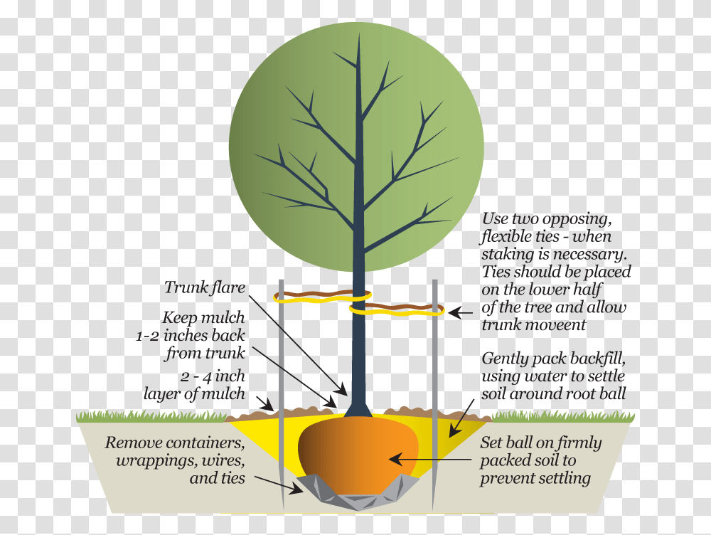 Trees In Plan Planting New Trees Diagram 533553 Diagram, Flyer, Poster, Paper, Advertisement Transparent Png