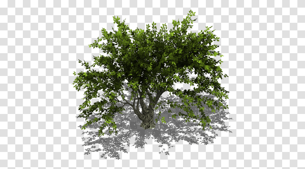Trees Isometric View, Plant, Oak, Conifer, Leaf Transparent Png