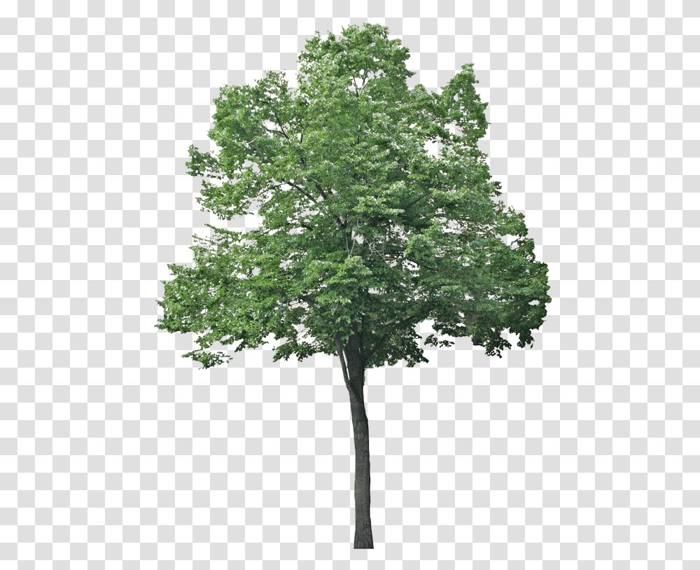 Trees Jpg, Plant, Maple Transparent Png