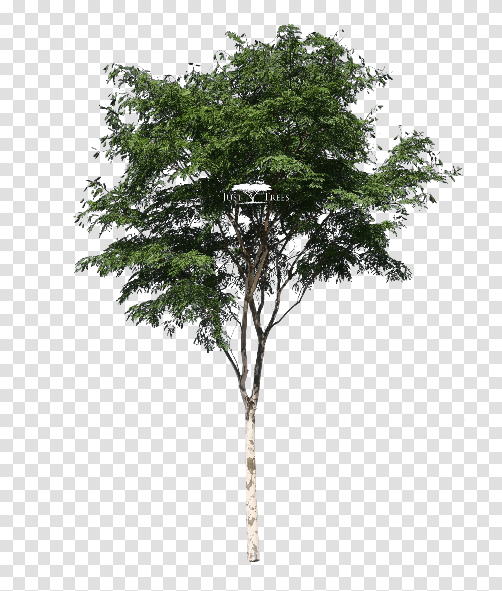 Trees No Background Acacia Tree Transparent Png