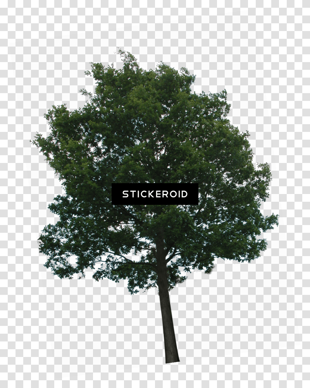 Trees No Background Download Tree With Transparency, Plant, Oak, Sycamore, Cross Transparent Png