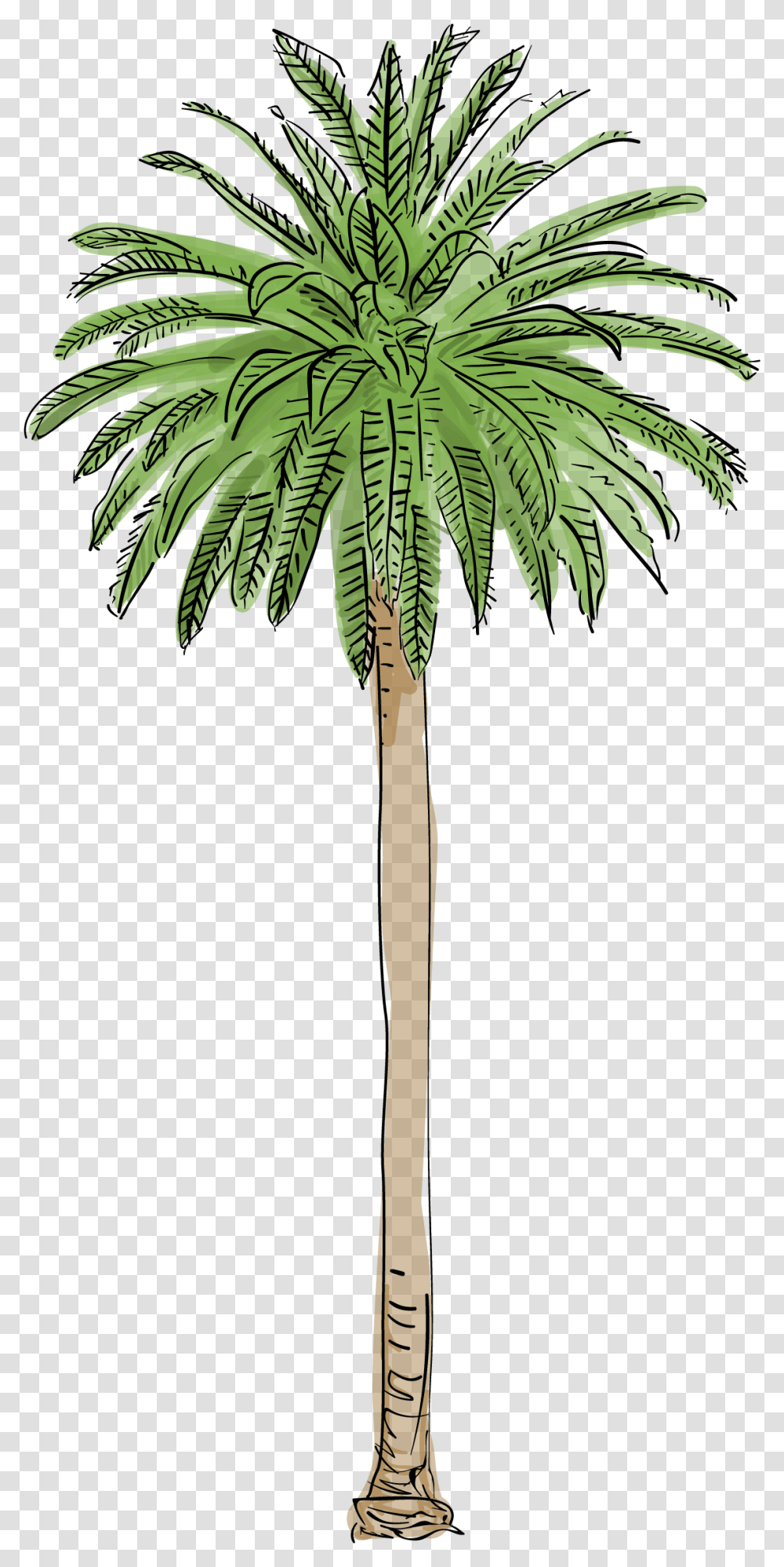 Trees Palm, Plant, Leaf, Palm Tree, Arecaceae Transparent Png
