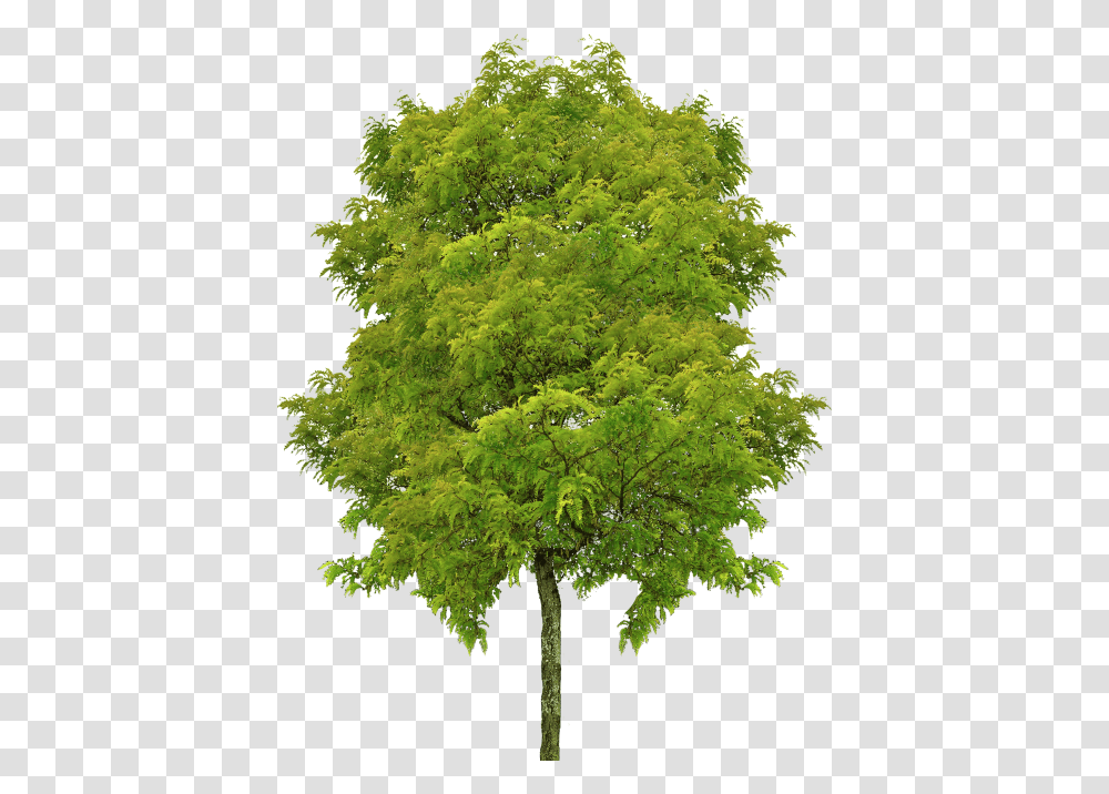 Trees Perspective, Plant, Maple, Oak, Bush Transparent Png
