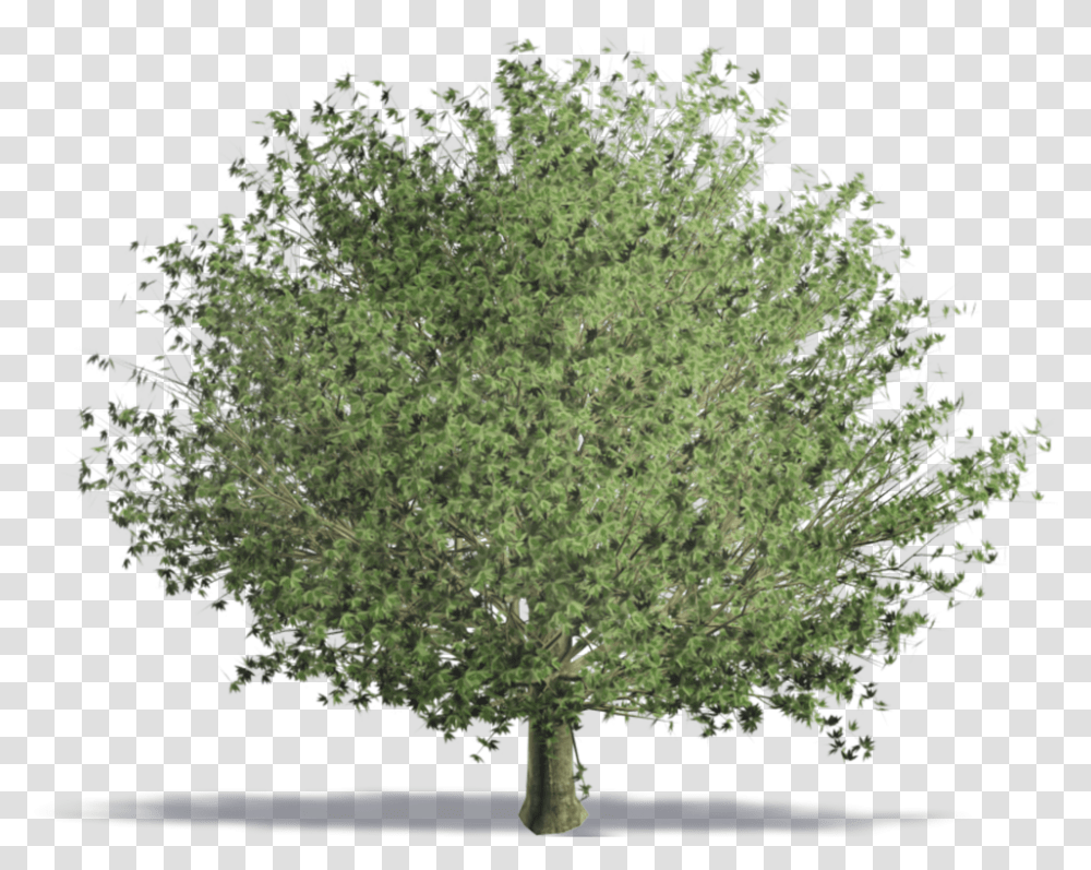 Trees Photoshop Plan, Plant, Moss, Conifer, Bush Transparent Png