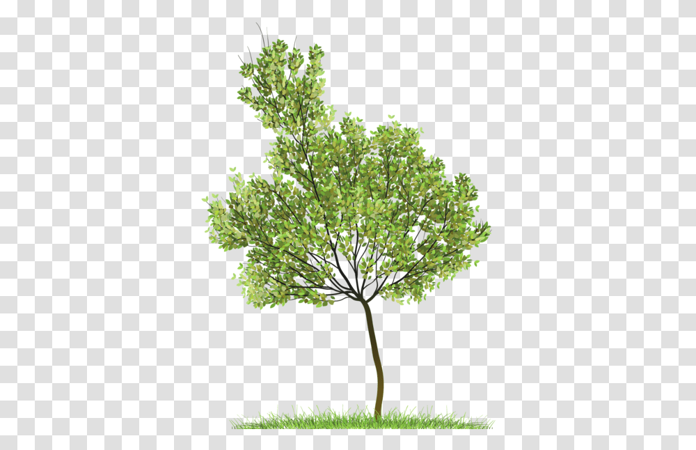 Trees Plan 1 Image Tree, Plant, Bush, Vegetation, Leaf Transparent Png