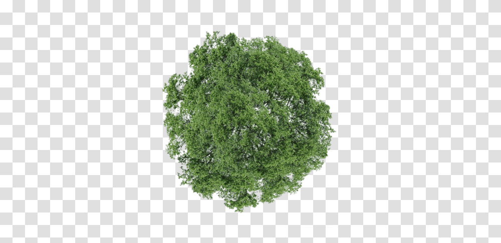 Trees Plan For Photoshop Graphic Trees From Top View, Plant, Moss, Vegetation, Green Transparent Png