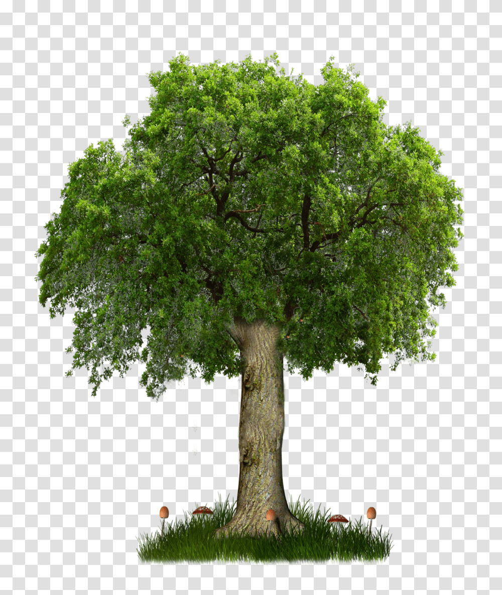 Trees Plan & Clipart Free Download Ywd High Resolution Tree, Plant, Tree Trunk, Oak, Potted Plant Transparent Png