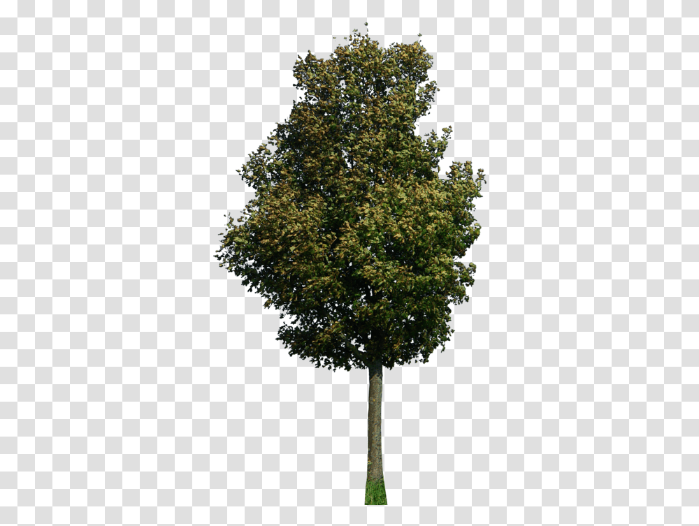 Trees Plan & Clipart Free Download Ywd Tree 2d, Plant, Oak, Sycamore, Maple Transparent Png