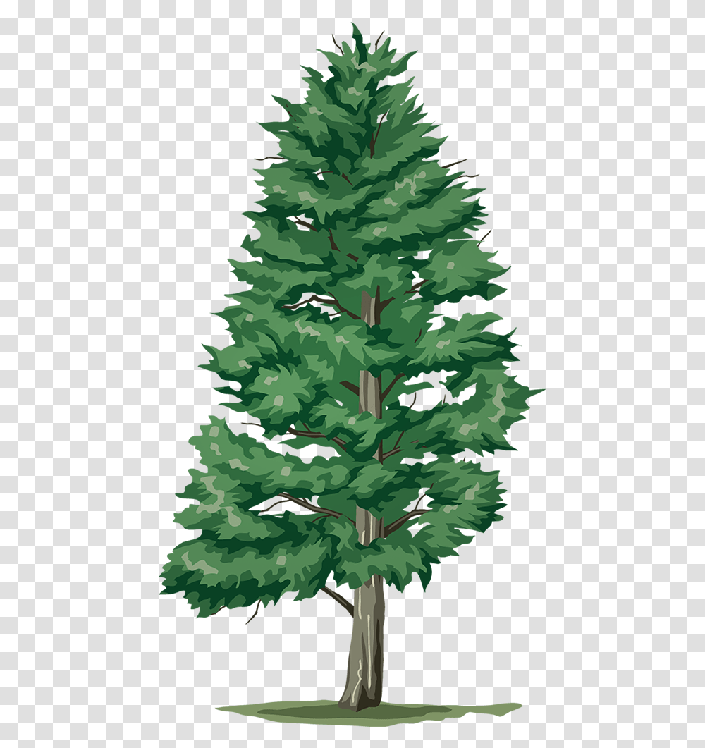 Trees, Plant, Pine, Fir, Abies Transparent Png