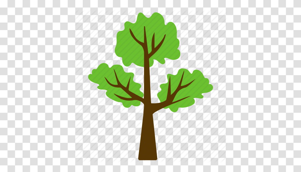 Trees, Plant, Produce, Food, Leaf Transparent Png