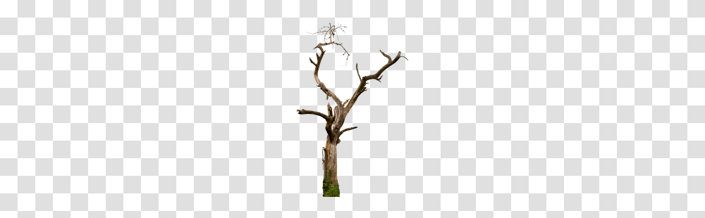 Trees Plants, Cross, Porcelain, Pottery Transparent Png