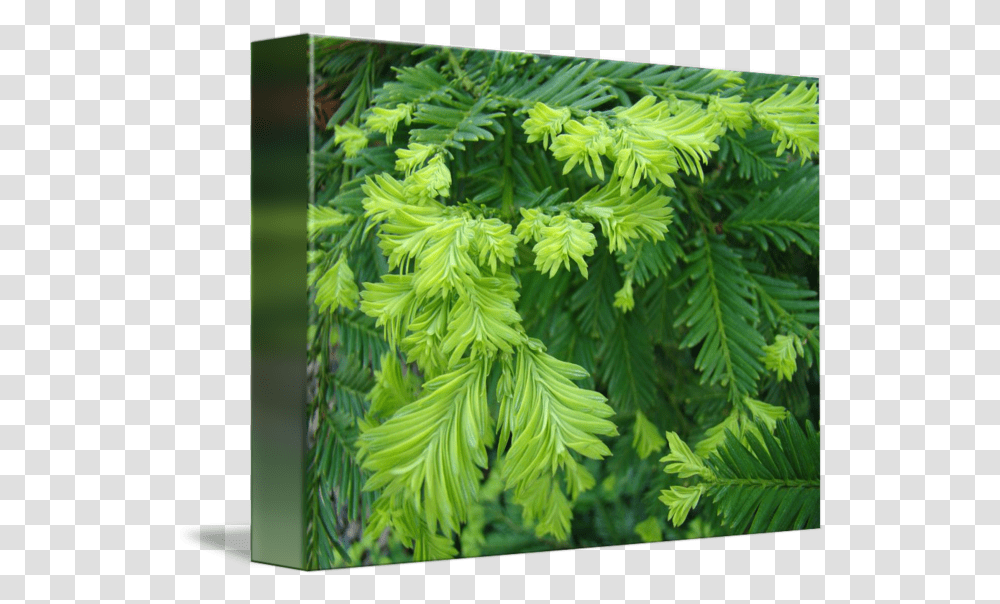 Trees Redwood Tree Branches Art Prints Conifers By Baslee Troutman Fine Fern, Plant, Potted Plant, Vase, Jar Transparent Png