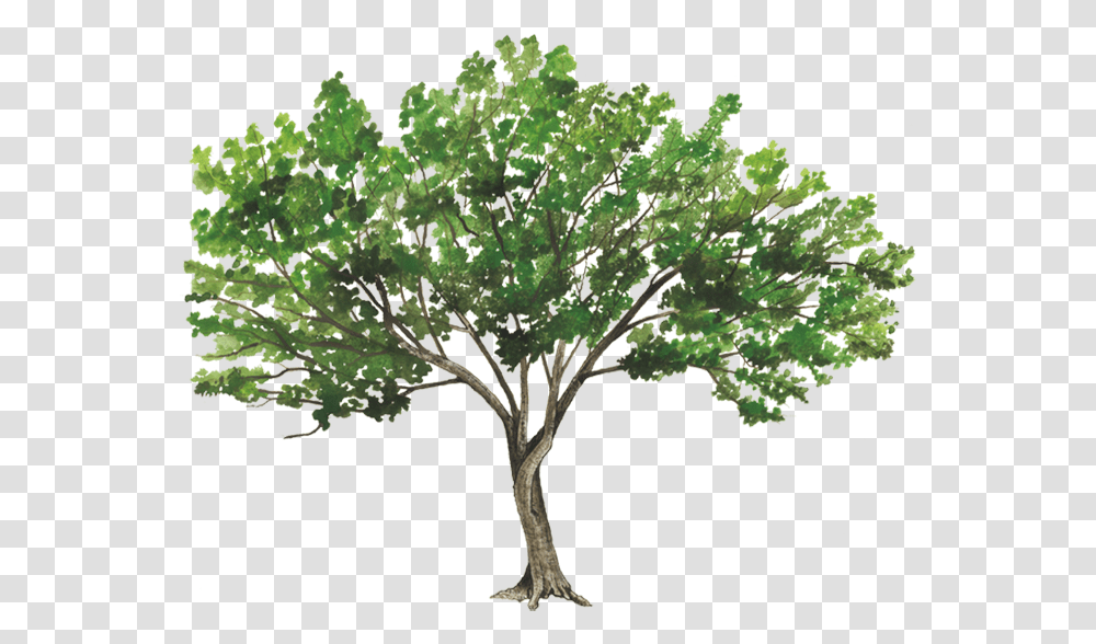 Trees Rendering, Plant, Bush, Vegetation, Vase Transparent Png