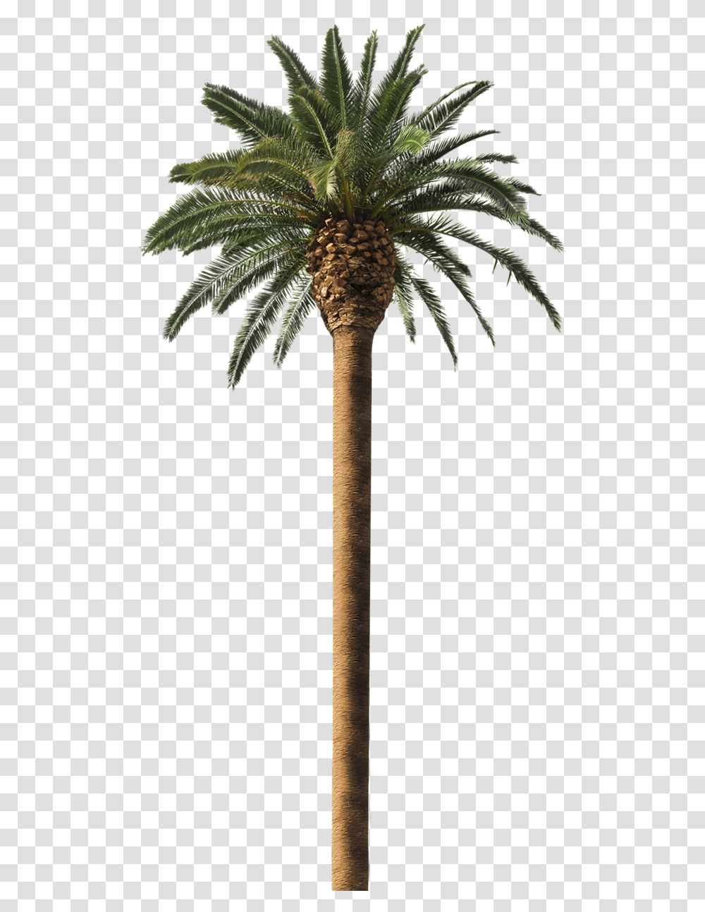 Trees Similar To Coconut Tree Similar To Coconut Tree, Plant, Palm Tree, Arecaceae, Fir Transparent Png