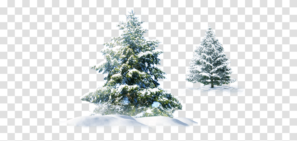 Trees Snow Christmas Evergreen Pine Spruce, Plant, Fir, Abies, Ornament Transparent Png