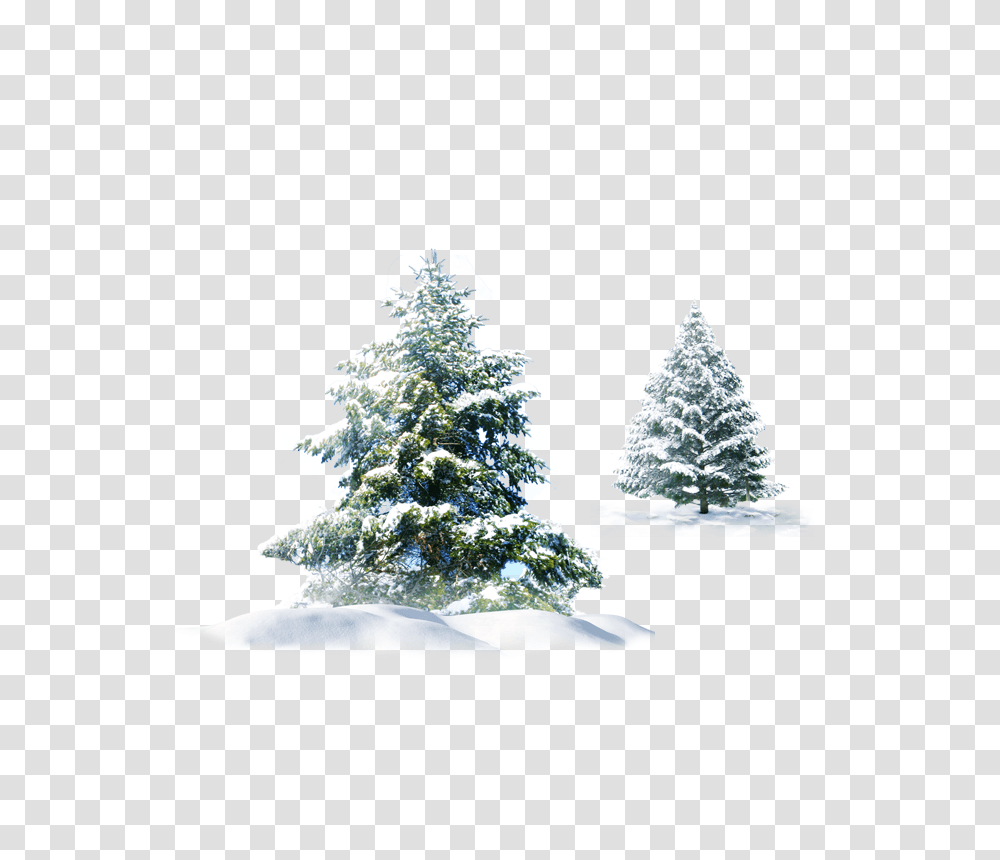 Trees Snow Christmas Evergreen Pine Spruce Snowy Pine Tree, Plant, Ornament, Christmas Tree Transparent Png