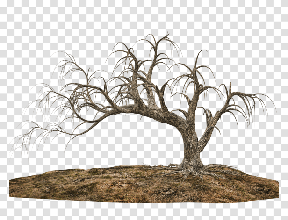 Trees Stock, Plant, Root, Bonsai, Potted Plant Transparent Png