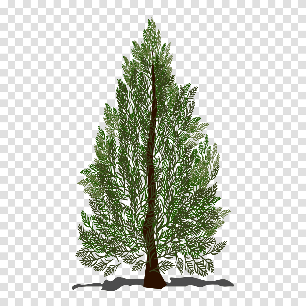 Trees Top Clipart Fir Tree, Plant, Pine, Conifer, Abies Transparent Png