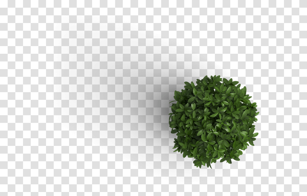 Trees Top View Plant, Vase, Jar, Pottery, Potted Plant Transparent Png