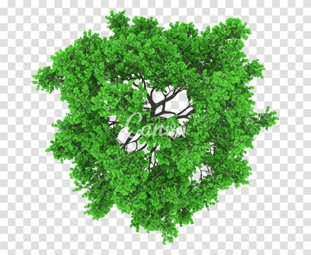 Trees Top View Top View Of Trees Vector, Leaf, Plant, Vegetation, Land Transparent Png