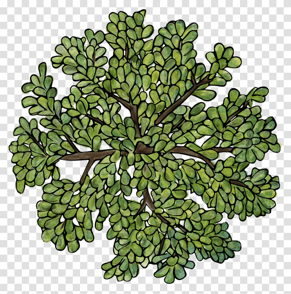 Trees Top View Tree Illustration Top View, Leaf, Plant, Moss, Pineapple Transparent Png