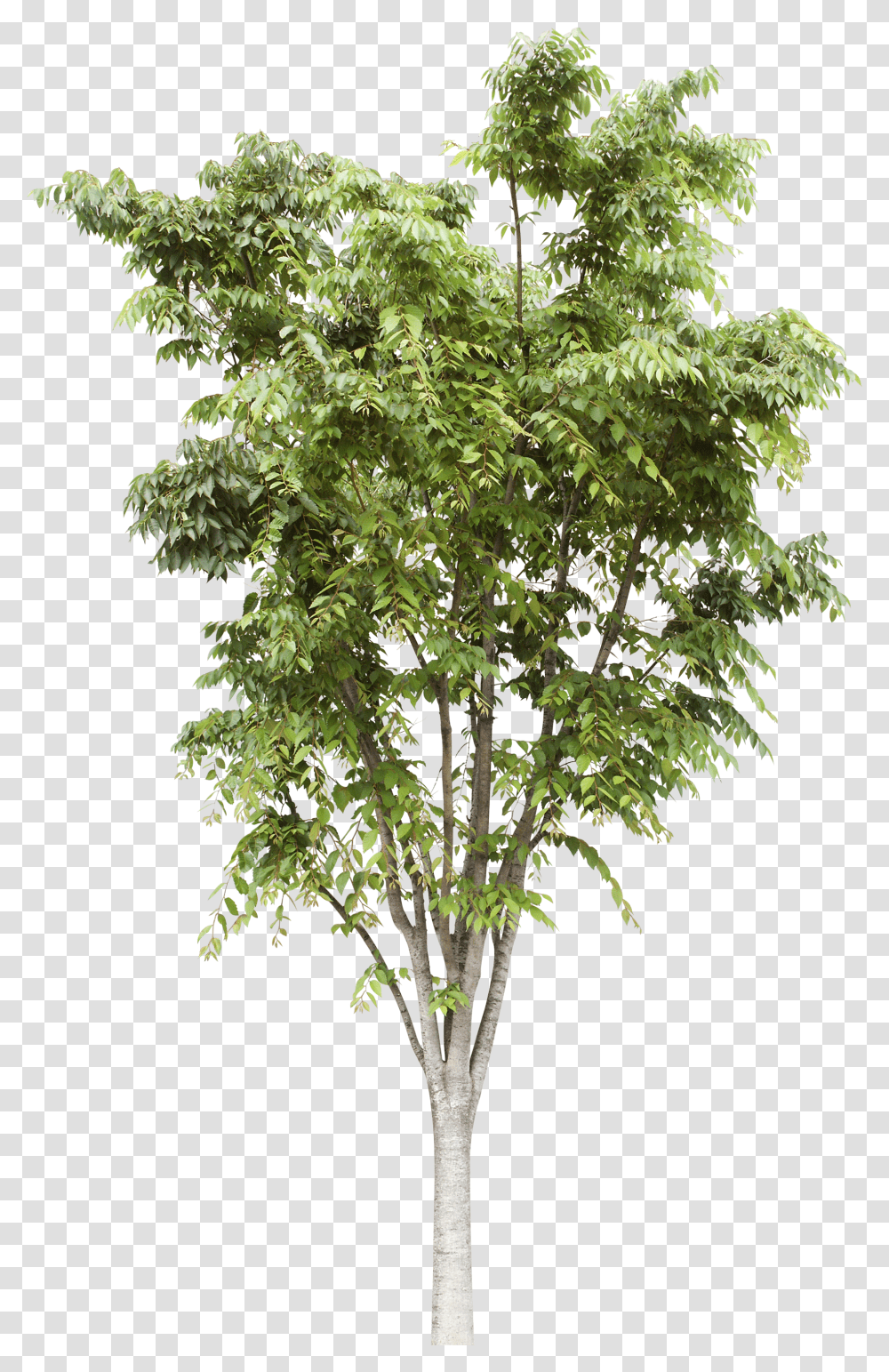 Trees Transparent Png