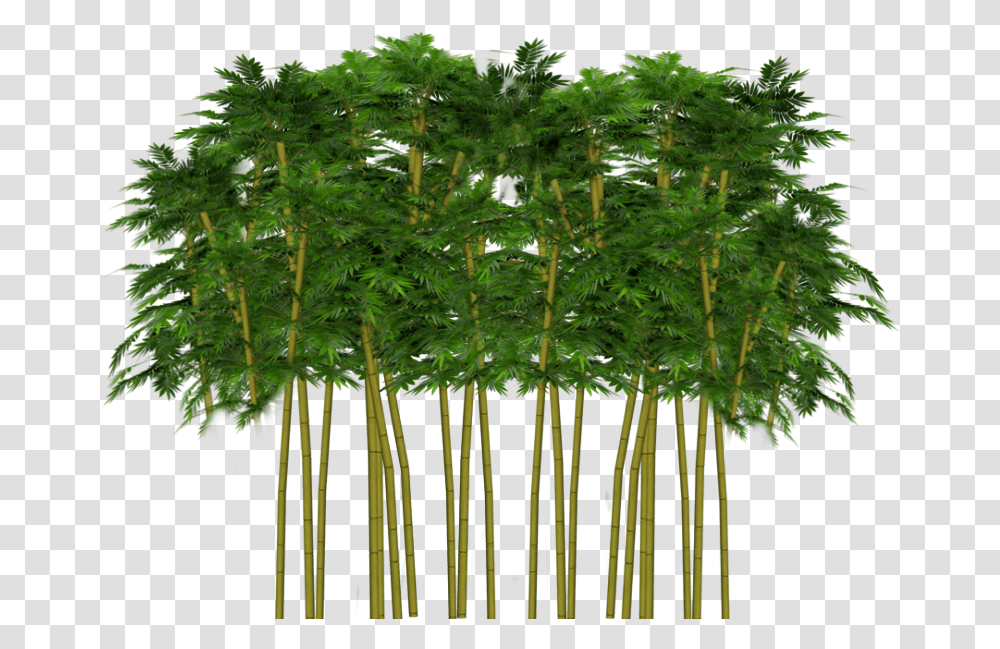 Trees Tree Forest Plant Leaves Ftestickers Tumblr Grass, Bamboo Transparent Png