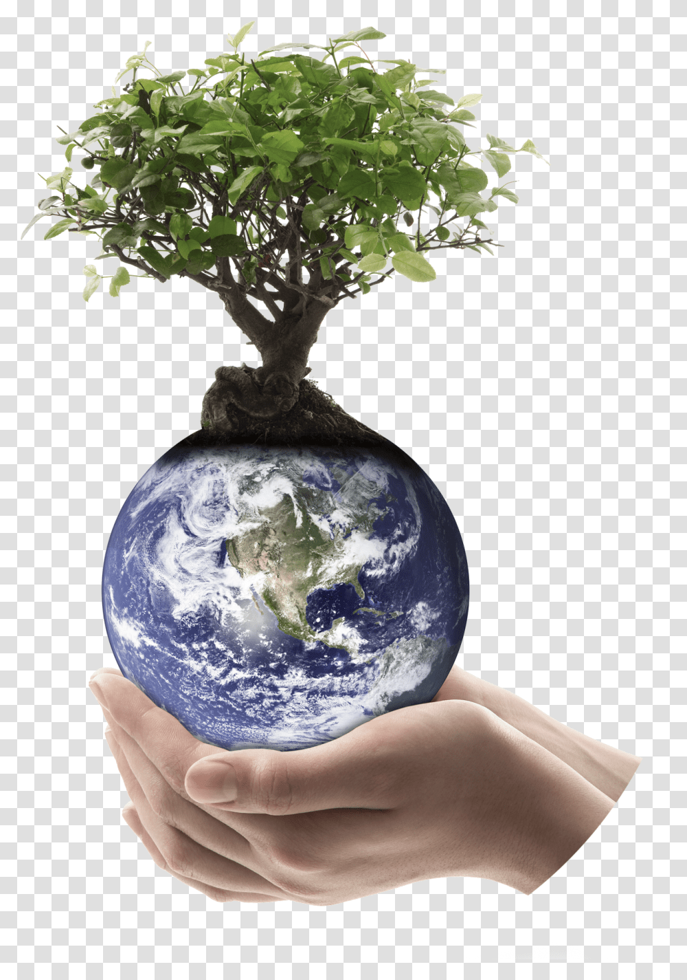 Trees Used For Making Paper, Plant, Potted Plant, Vase, Jar Transparent Png