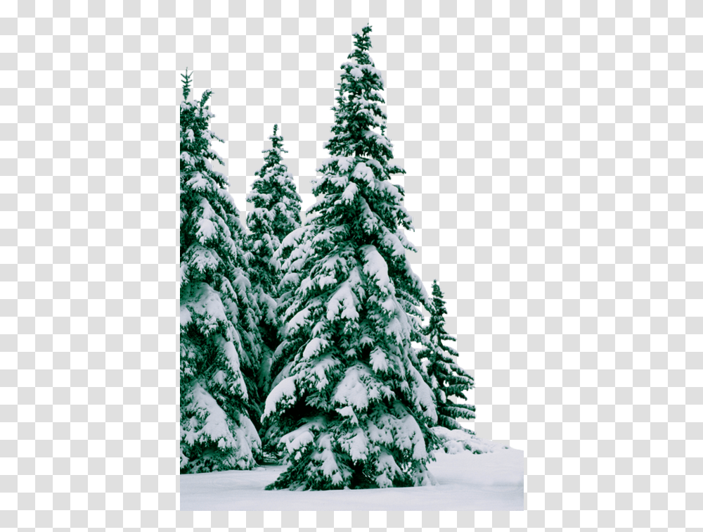 Trees Winter Snow Frost Elki V Snegu, Plant, Christmas Tree, Ornament, Pine Transparent Png