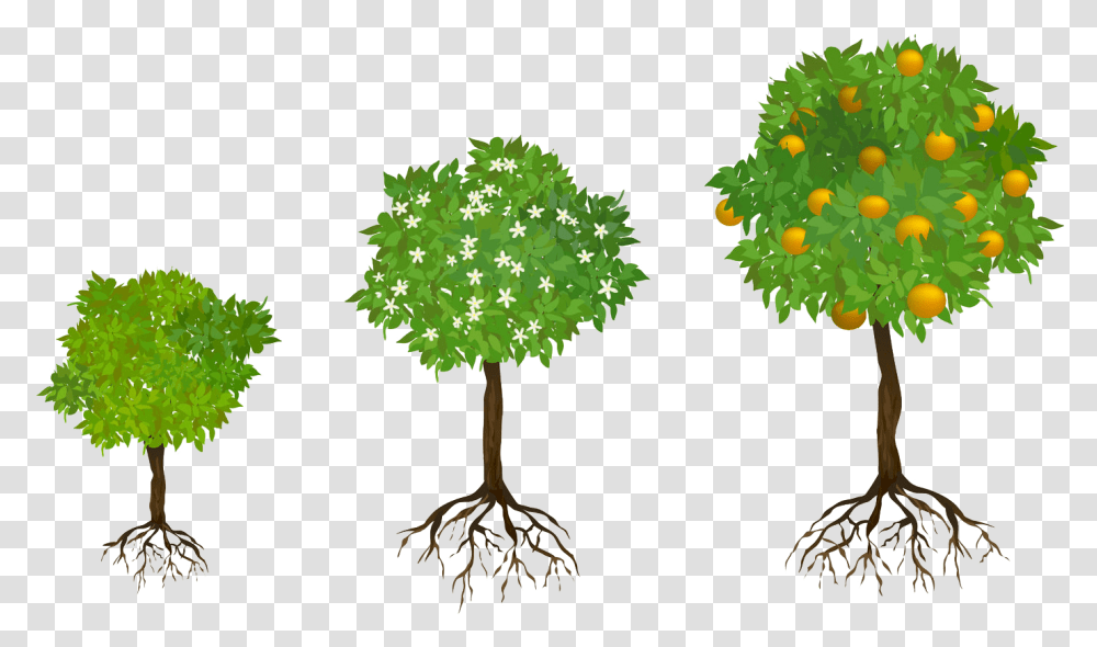 Trees With Fruits And Roots, Plant Transparent Png
