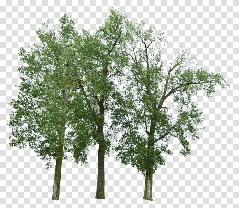 Trees With No Background Free Photo On Pixabay Trees With No Background, Plant, Vase, Jar, Pottery Transparent Png