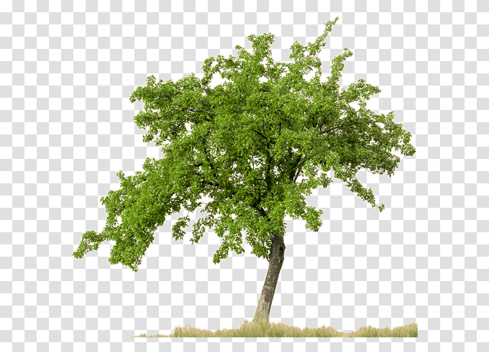 Trees With White Background, Potted Plant, Vase, Jar, Pottery Transparent Png