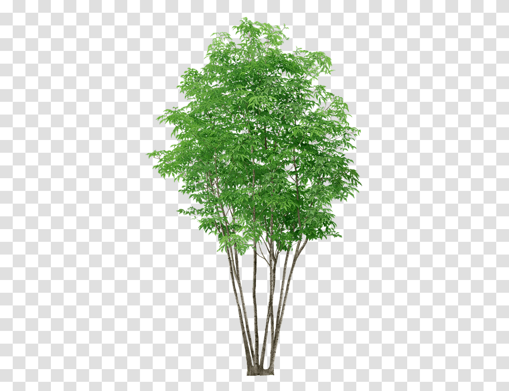 Trees Without Background High Resolution Tree Background, Plant, Leaf, Maple Transparent Png